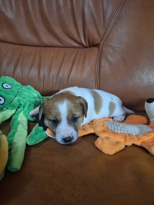 Wzorcowa suczka Jack russell terrier po rodzicach FCI