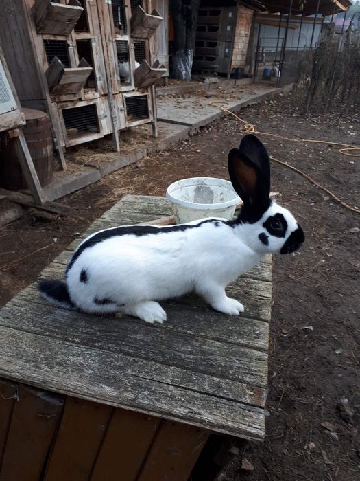 Кролики строкач : дорослі самці і самки