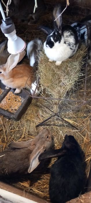Sprzedam króliki belgijskie