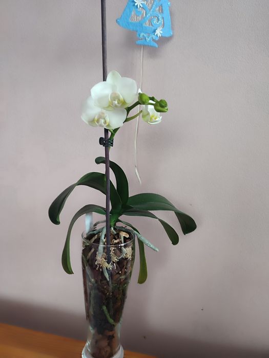 Орхідея Амабіліс