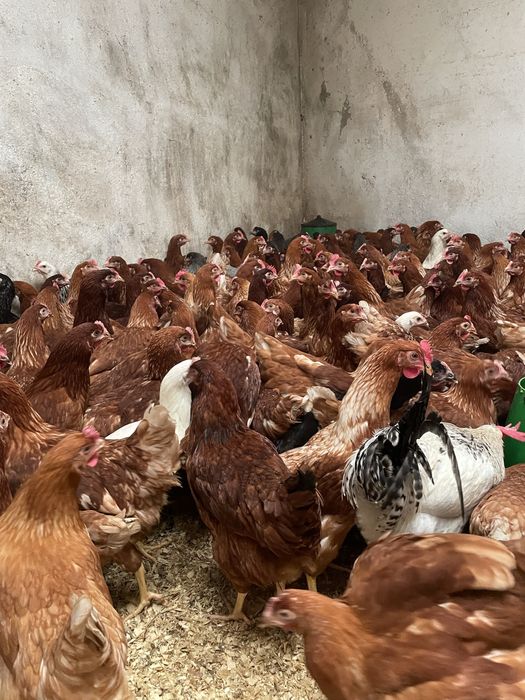 Galinhas poedeiras a iniciar postura 18 semanas