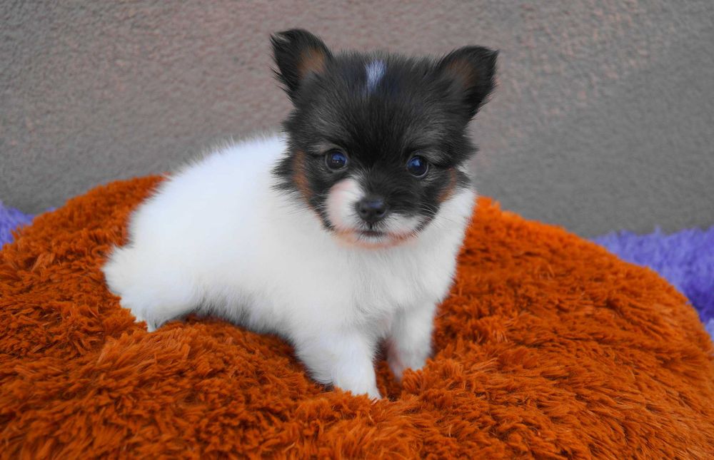 мини девочка папильон