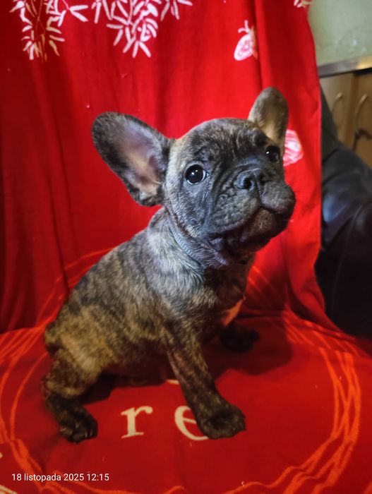 Buldog francuski, Piesek, Gotowy do odbioru, PASZPORT