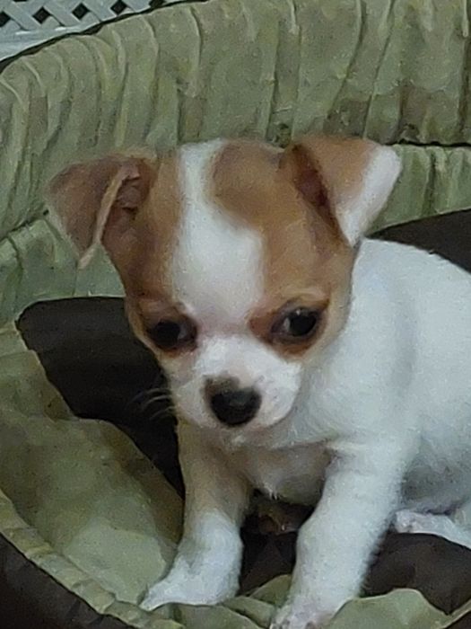 крошки  малышки чихуашки