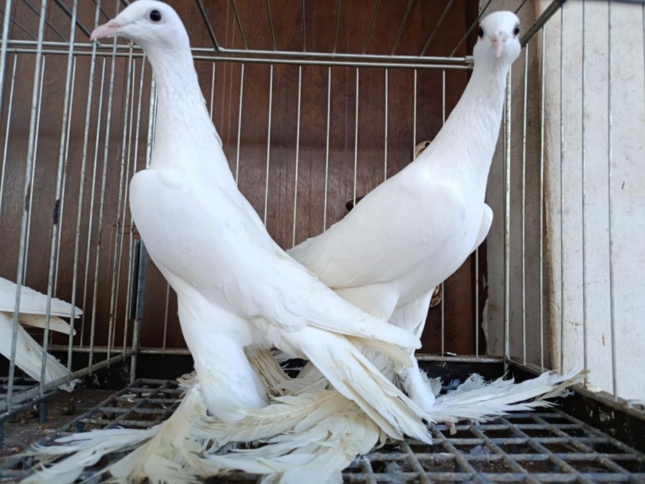 Bociany dolnośląskie para i samica