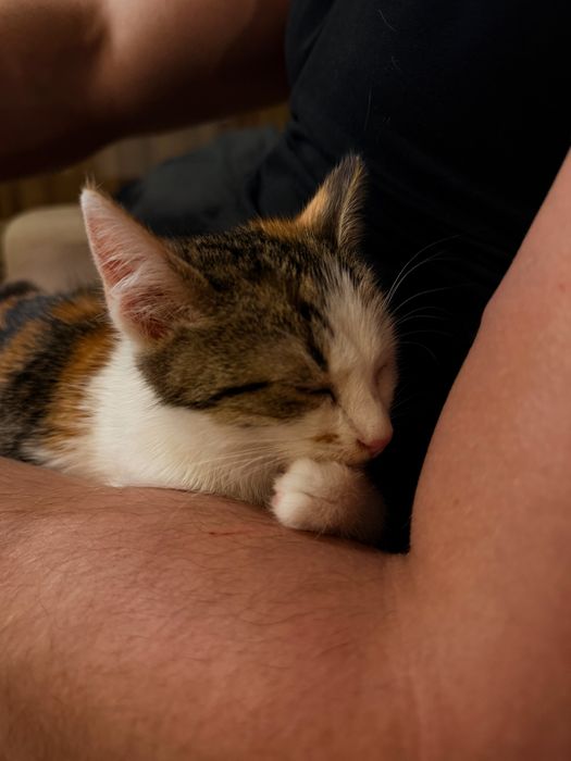 Кошка метис девочка