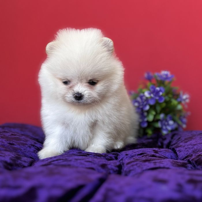 лялькова дівчинка тип ведмедика