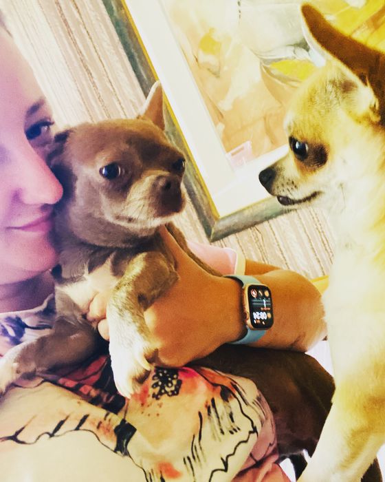 Hotel dla psów Opieka nad psem, hotel dla psa