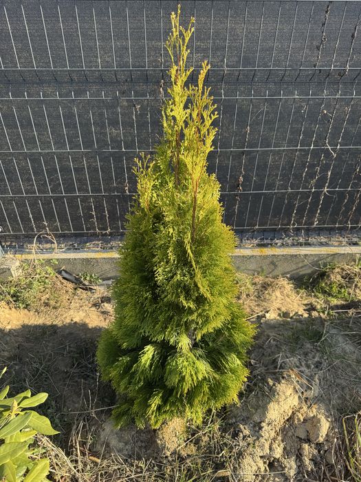 Tuja Szmaragd z gruntu