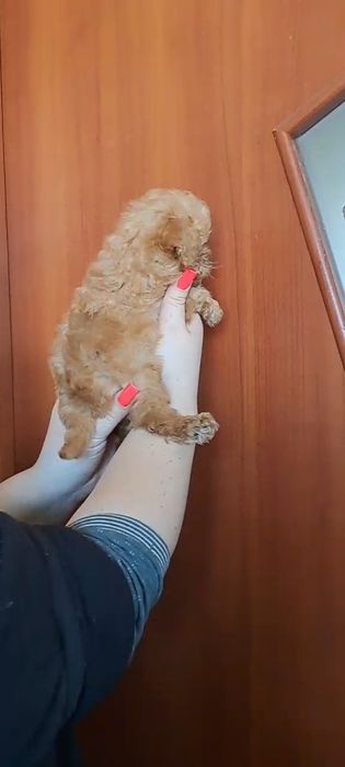 Той пудель мини мальчик