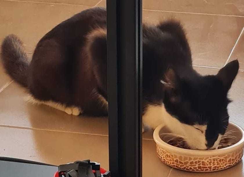 Gata jovem "Ombre" para adoção responsável ou FAT