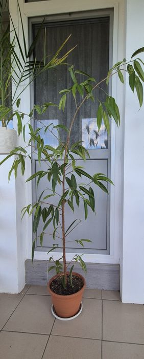 Фікус Алі (Амстел Кінг)