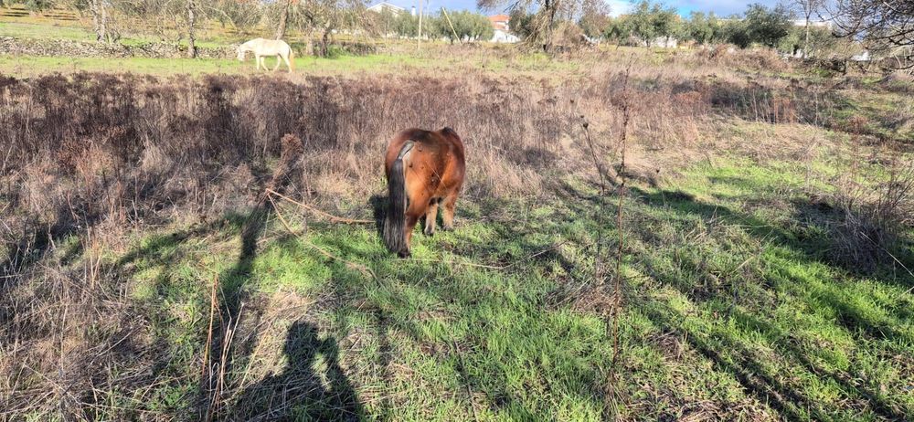 Ponei manso aceito trocas