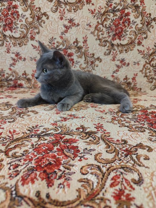 Кошеня хлопчик 5 місяців
