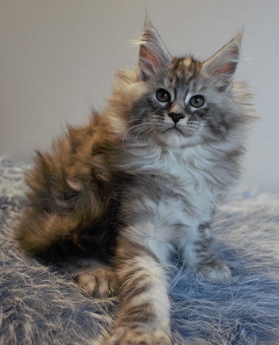 Piękna kotka do hodowli