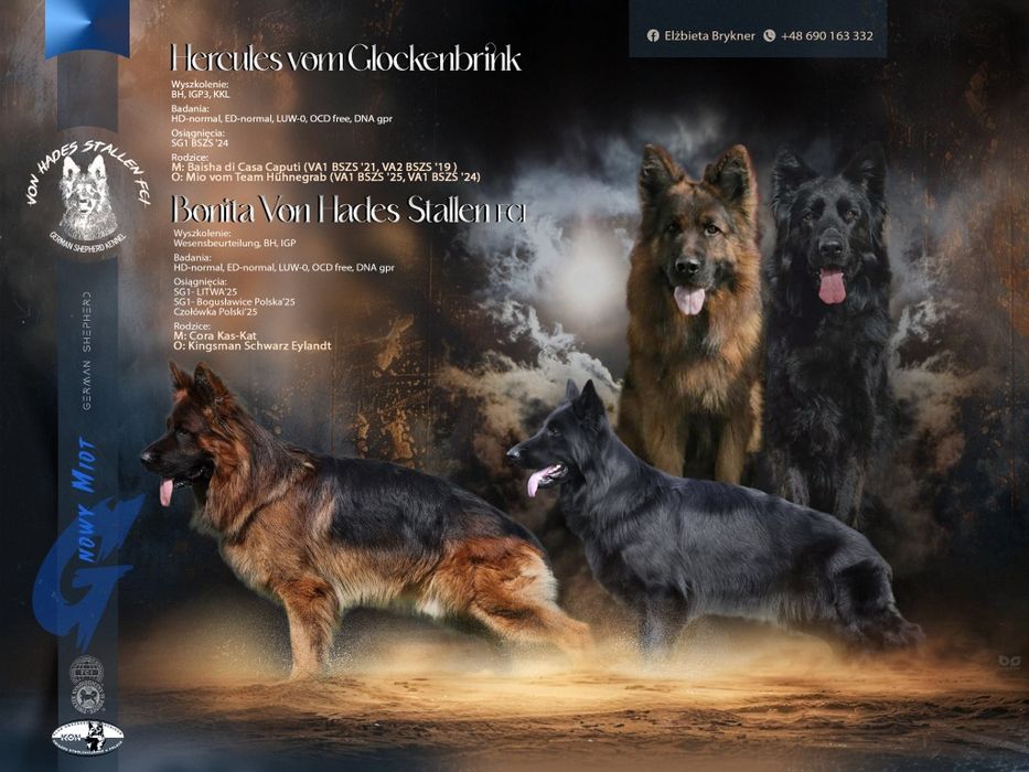 Zapowiedź miotu Owczarek Niemiecki Długowłosy ZKwP FCI