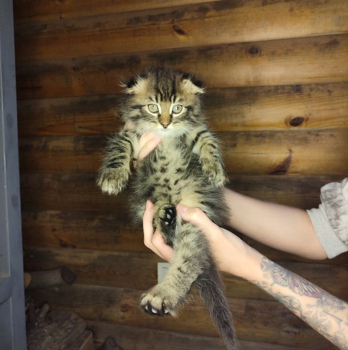 Ищут любящий дом очаровательные котята