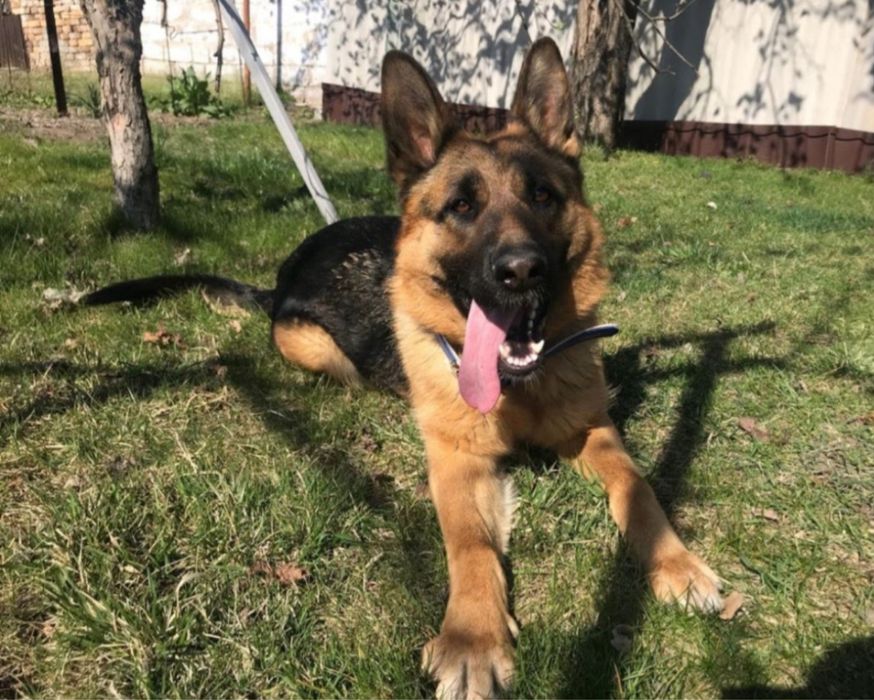 Отдам немецкую овчарку