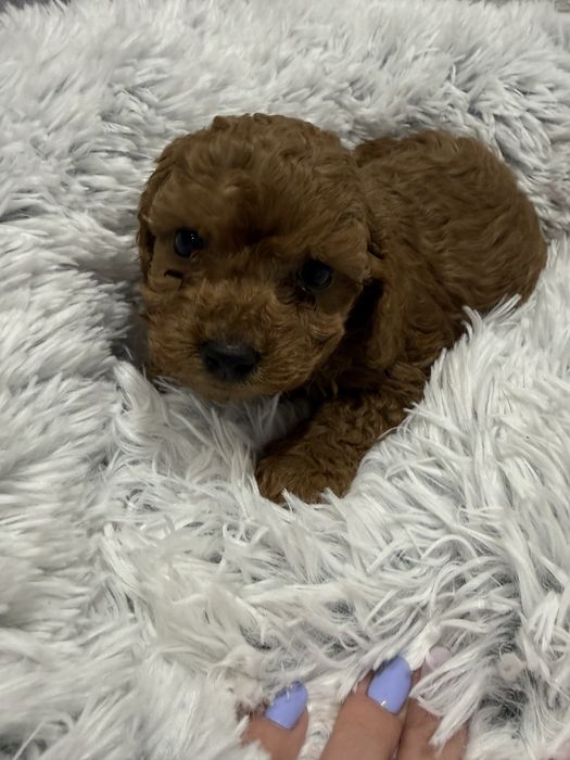 Maltipoo, pudel toy, maltańczyk