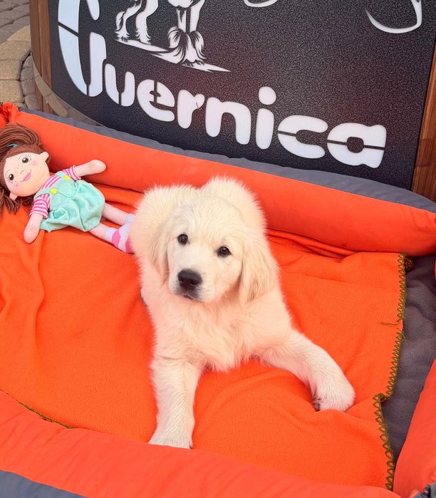 Golden Retriever ZKwP z elitarnym pochodzeniem