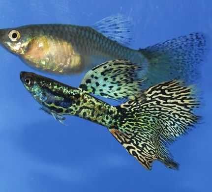 Guppys casais 50 Linhas