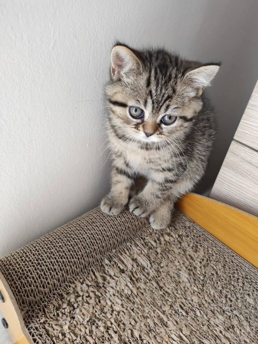 Шотландский котёнок мальчик