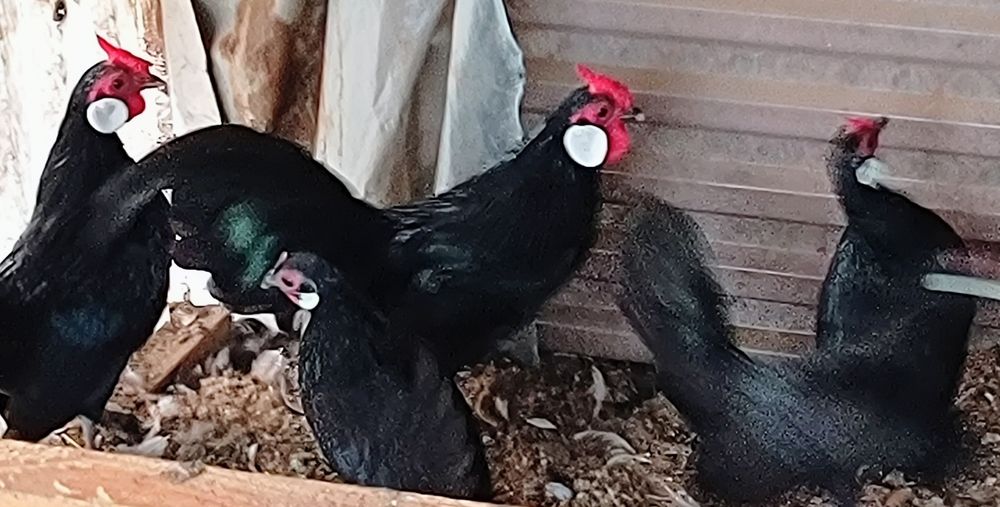 Sprzedam kury Bantamki liliputy