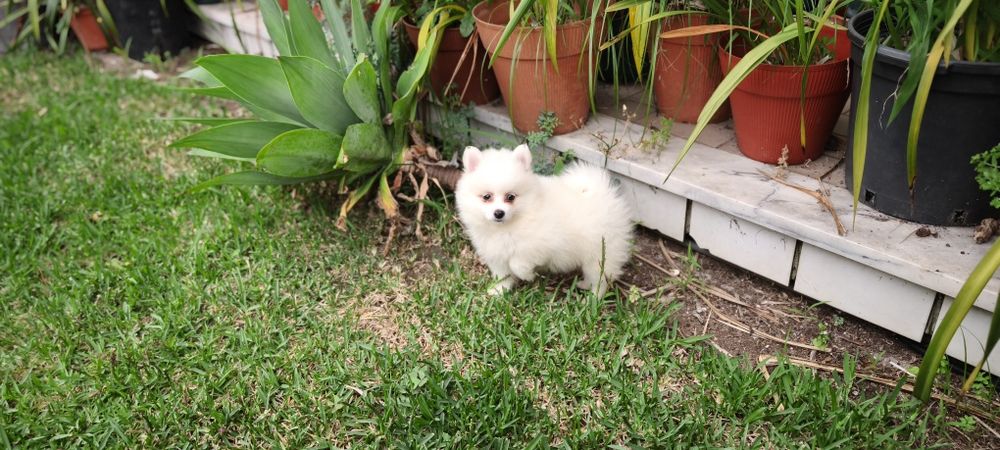 Spitz Lulu da Pomerânia hiper miniatura alta qualidade pronto para entrega imediata