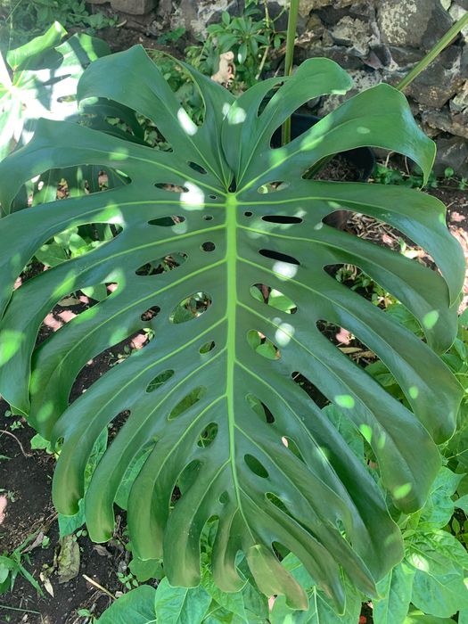 Planta monstera/ costela de Adão