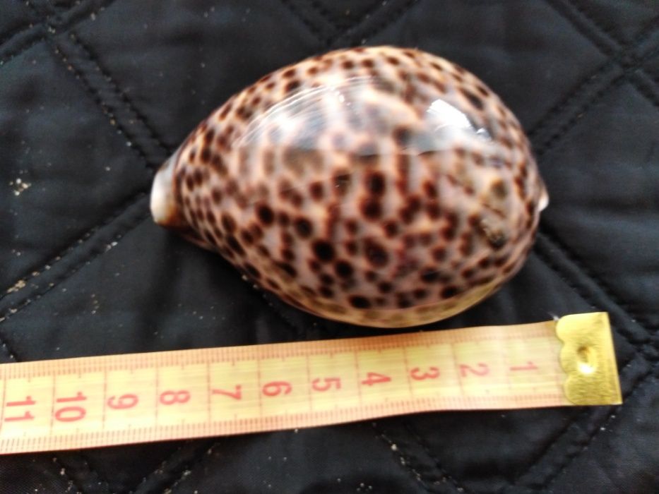 Ракушки океанические,морские