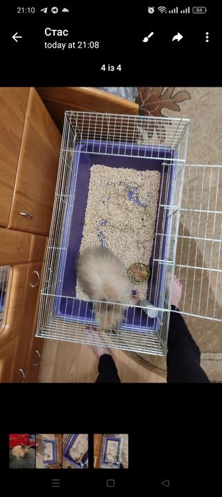 Віддам кролика безкоштовно