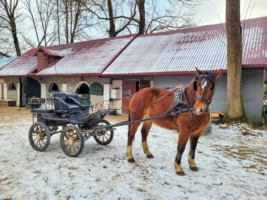 Wałach 4-letni pod siodło i zaprzęg