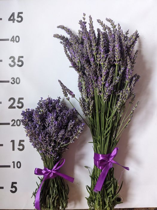 Лаванда  англійської вузьколистої.саджанці букети Манстед Гро