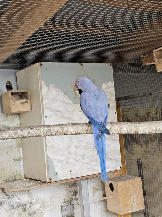 Aleksandretta fiolet 24r