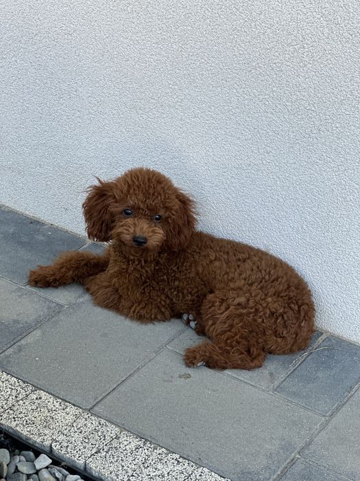 Pudel  Miniaturka  Red Brown Dziewczynka