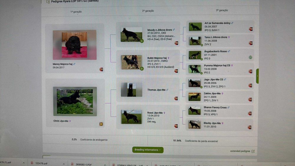 Pastor Alemão cor preto