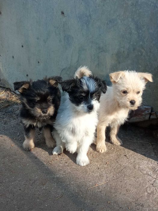 Pieski, 3 piękne suczki