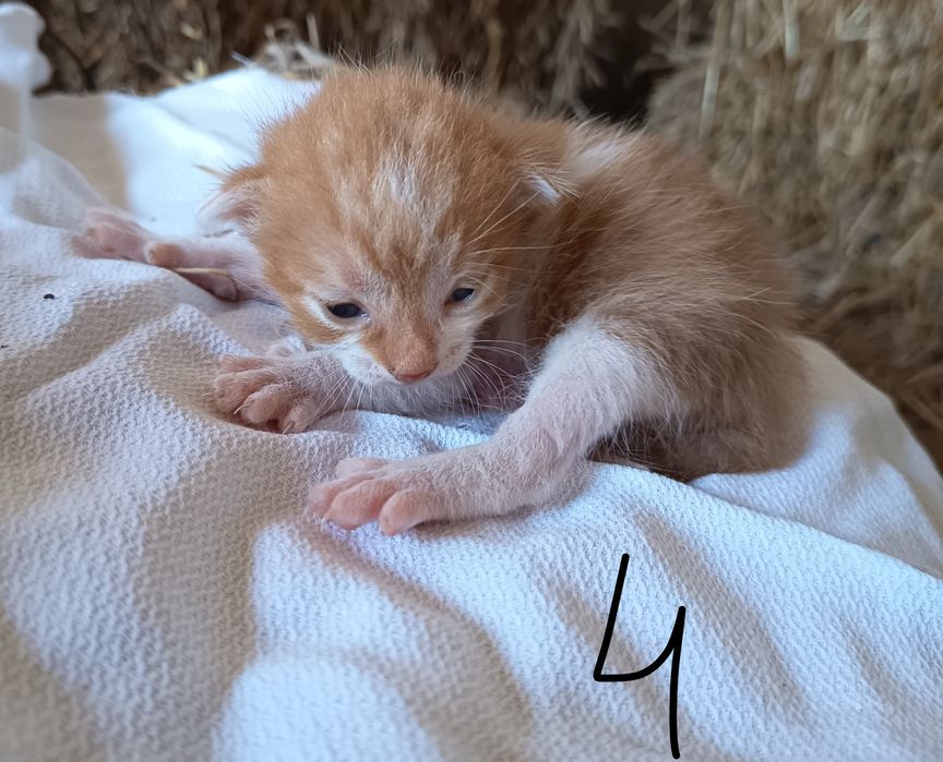 Doação de gatinhos