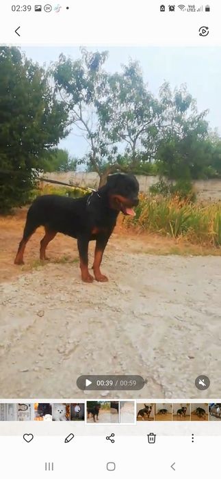 Ротвейлер кобель