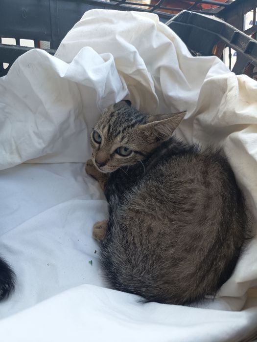 Gatinhos para adoção