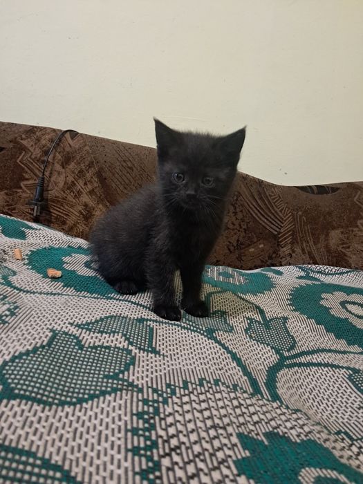 Котенята кошеня висловухі та прямовухі
