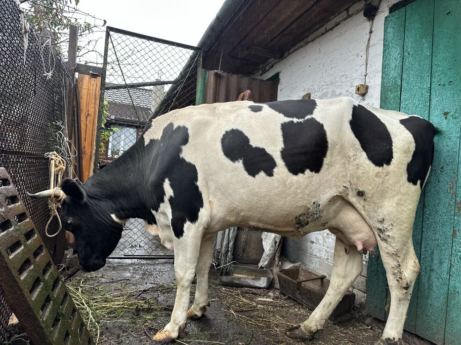 Продам молоду корову