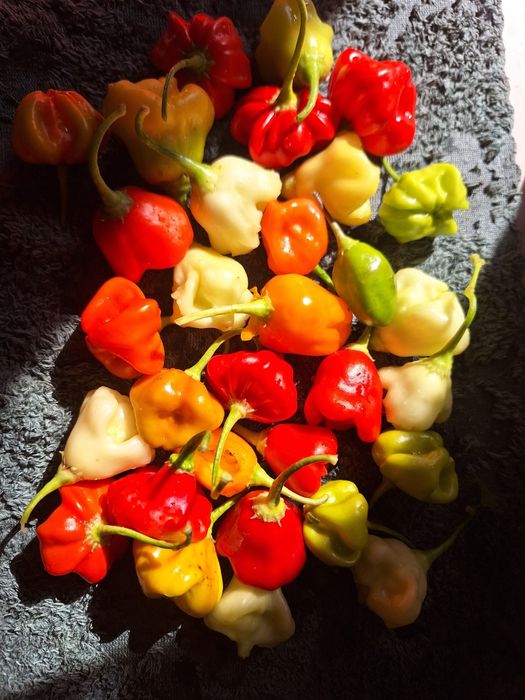 Маринованный острый перец.