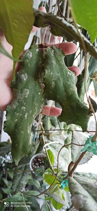 Hoya undulata silver