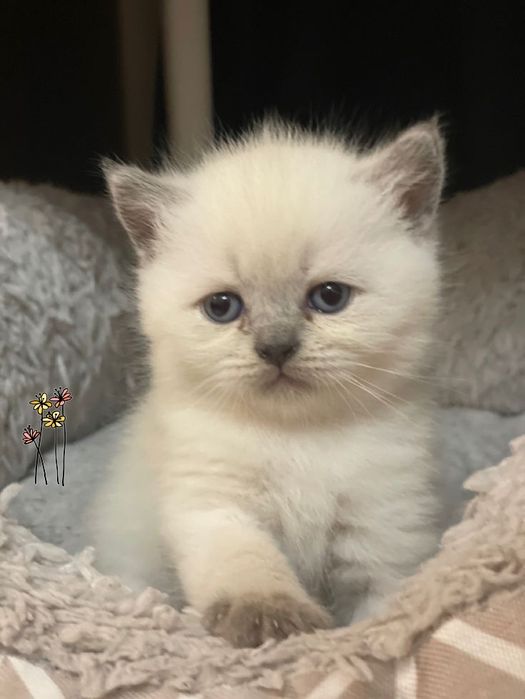 Чистокровные котята британские гладкошерстные