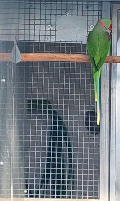 Macho verde/ino  2023