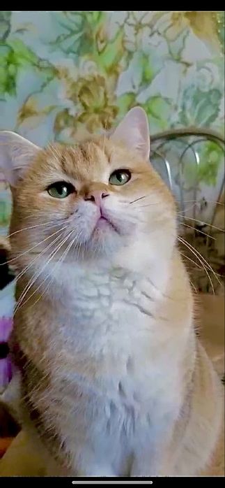 Мальчик для вязки