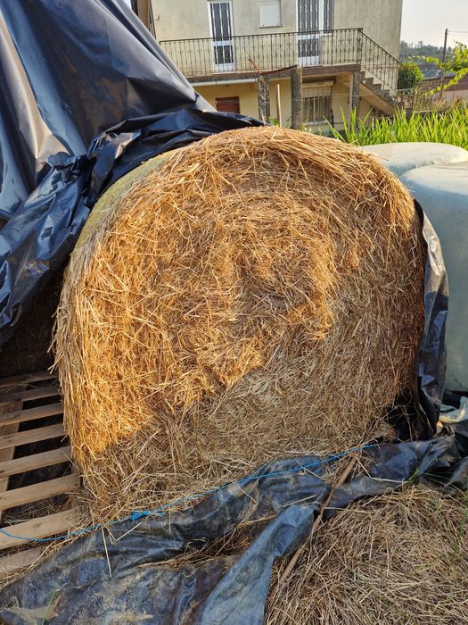 Vendo rolos de palha