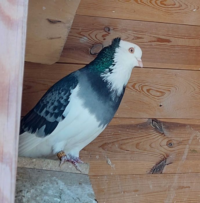 Zaginiony gołąb ozdobny