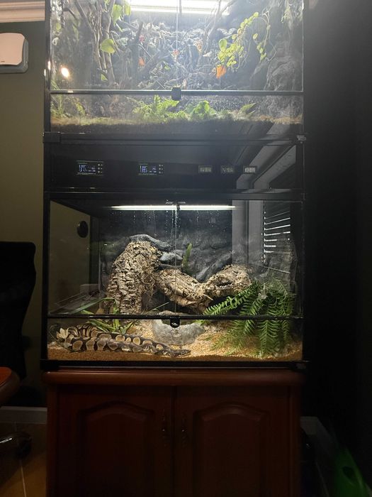 Terrarium Pyton Królewski